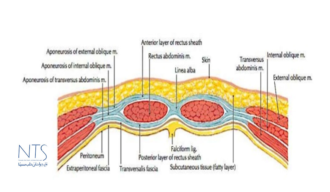 بررسی آناتومی دیواره شکمی