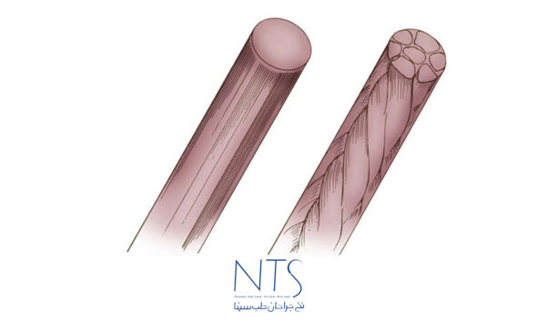 شبه‌رشته‌ای